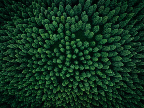 istock Aerial view of beautiful forest mountain landscape 2185270514