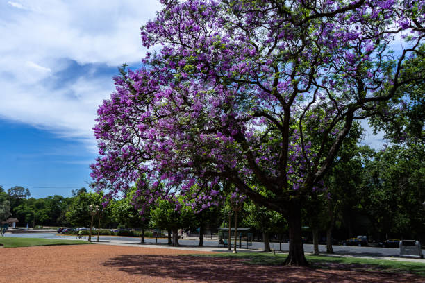 istock Large jacaranda in full bloom in November. 2185270608