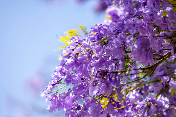 istock Closeup beuatiful Jacaranda purple flowers, beautiful nature background with copy space 2185270663