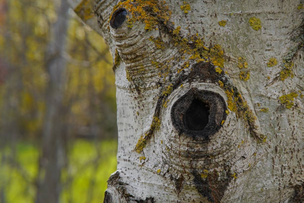 istock The knothole of an aspen tree 2185270694