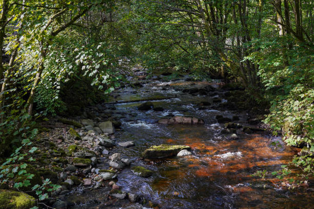 Small Scottish stream