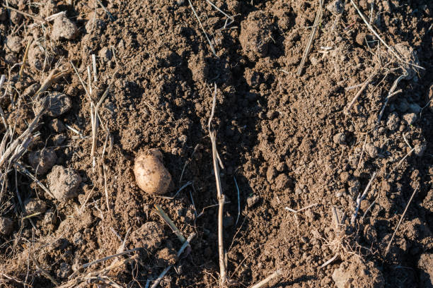 Woman harvesting potatoes.