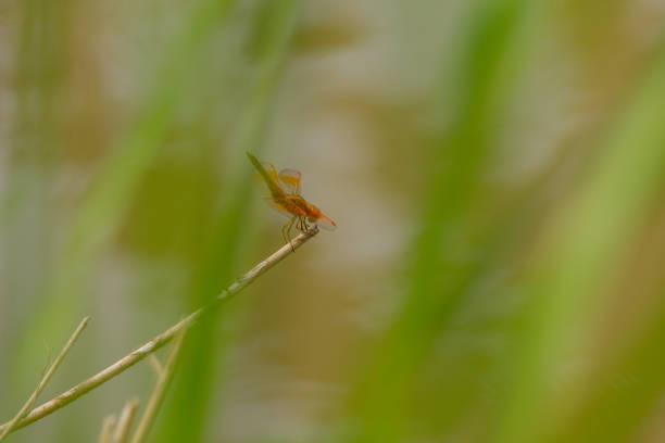 Amazing view of a dragonfly through a blade of grass.