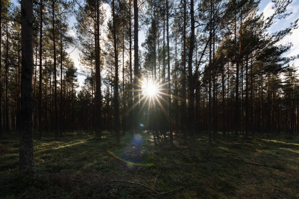 istock The sun shines through the trees in a pine forest on a summer evening. 2185271419