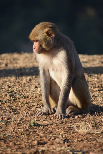 istock Beautiful Monkey and Her Daughter Bond 2185272357