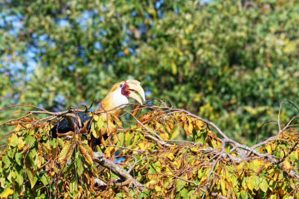 istock Hornbills (Bucerotidae). Unusual birds that have an extraordinary appearance. Bird on top of a deciduous tree. 2185272875