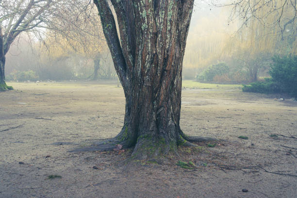 istock Beacon Hill Park Victoria BC 2185273220