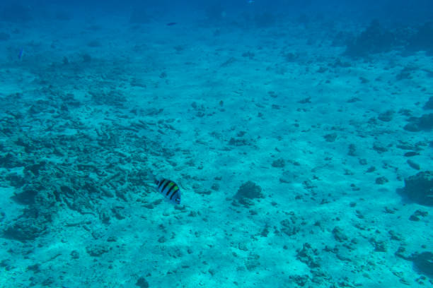 Parrotfish (scarus) at coral reef in a Red sea