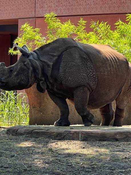 istock Rhino of the park 2185273664