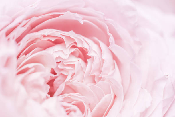 istock Pink pale rose flower petals, soft focus. Macro flowers backdrop 2185274248