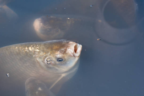 Crucians swim in an artificial pond. A close-up of a fish near the surface of the water is a calm swimming under the transparent surface of a pond.