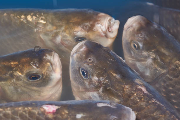 Crucians swim in an artificial pond. A close-up of a fish near the surface of the water is a calm swimming under the transparent surface of a pond.