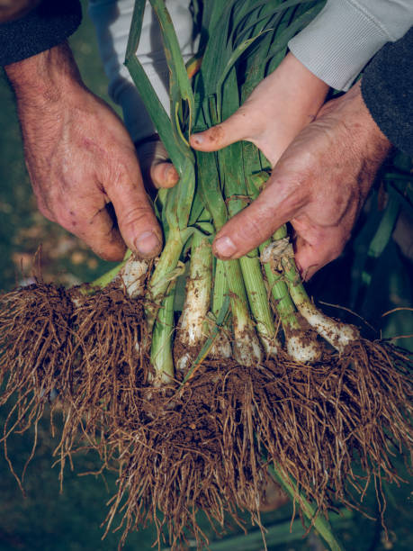 istock Crop gardener and kid with fresh green onions 2185276063