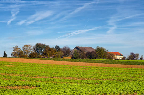 A big farm behind a bunch of trees and agriculture fields,shot from a public place.
