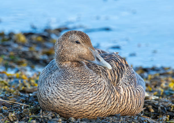 Common eider duck in the nature