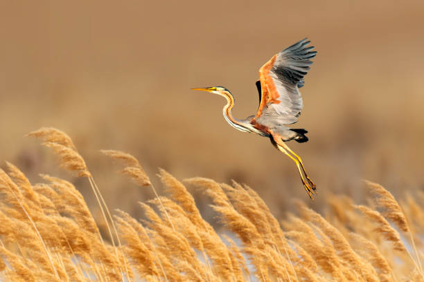 Flying heron. Yellow nature background. Purple Heron.