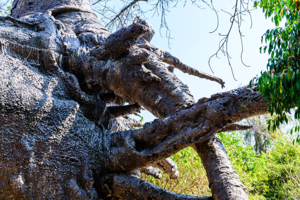 Root of african baobab tree (adansonia digitata)