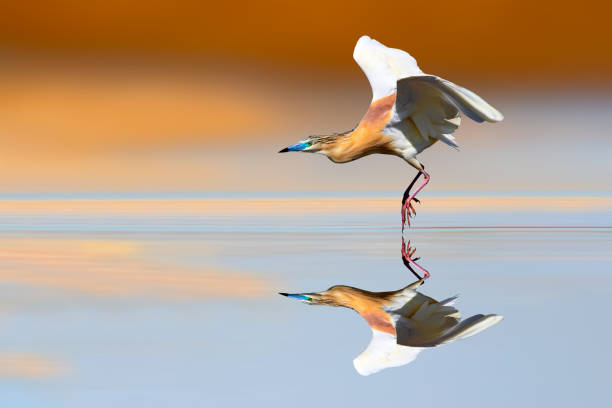 istock Flying heron. Colorful nature background. Squacco Heron. 2185280640