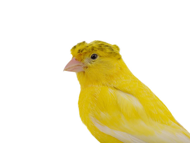 istock portrait canary isolated on white background 2185281083