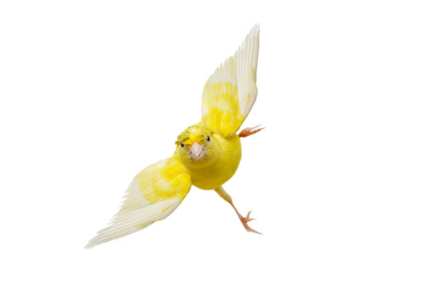 The Domestic Canary, (Serinus canaria) is a domesticated form of the wild Canary, a small songbird in the finch family originating from the Macaronesian Islands (Azores, Madeira and Canary Islands.)  It has become established on Midway Atoll where it was first introduced in 1911. Papahānaumokuākea Marine National Monument, Midway Island, Midway Atoll, Hawaiian Islands