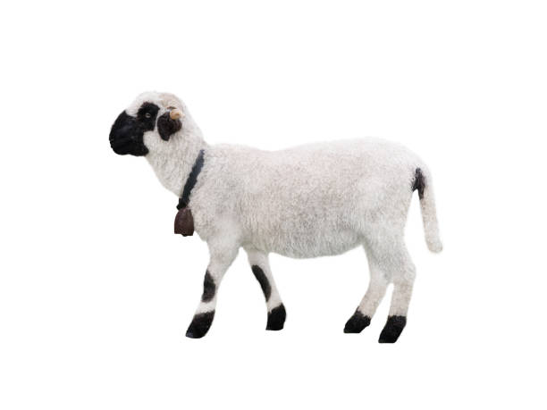 Livestock in the Scottish Highlands