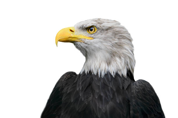 istock portrait american bald eagle isolated on white background 2185281124