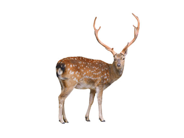 istock male European fallow deer isolated on a white background 2185281133