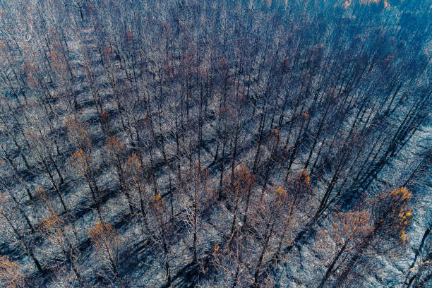 istock AERIAL DRONE VIEW OF A PINE FOREST DEVASTATED BY FOREST FIRE, ecology concept background 2185281247