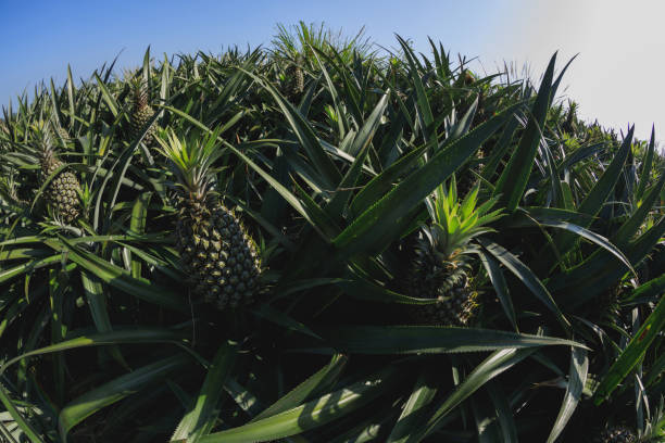 istock Pineapple grow on tree in garden 2185281388