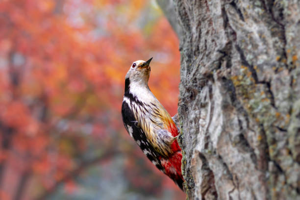 Wildlife photography.