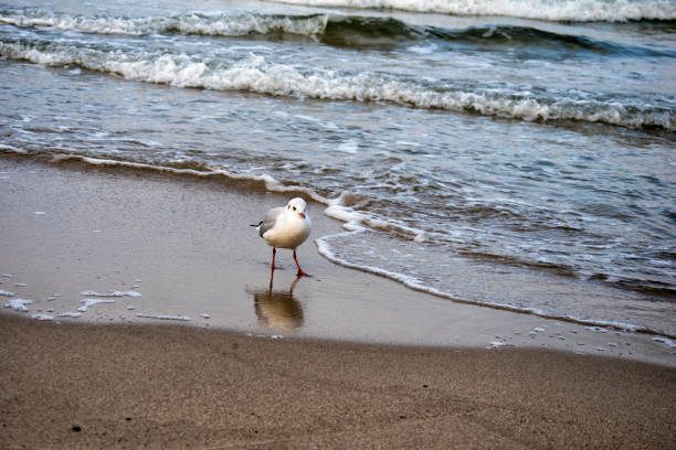 a lonely seagull walks along the seashore
