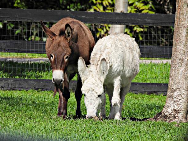 istock Donkey (Equus africanus asinus) - grazing in the pasture 2185284358
