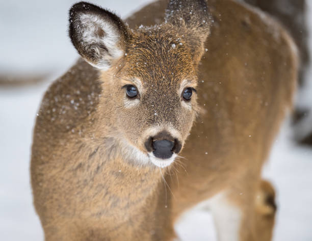 istock Close-up of White-tailed Deer looking toward camera 2185284954