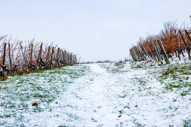 istock Snowy vineyard path with green grass patches leading through bare winter vines. Frosty landscape and the contrast of green and white against bare vines. Cloudy sky on the background. Copy space 2185286905