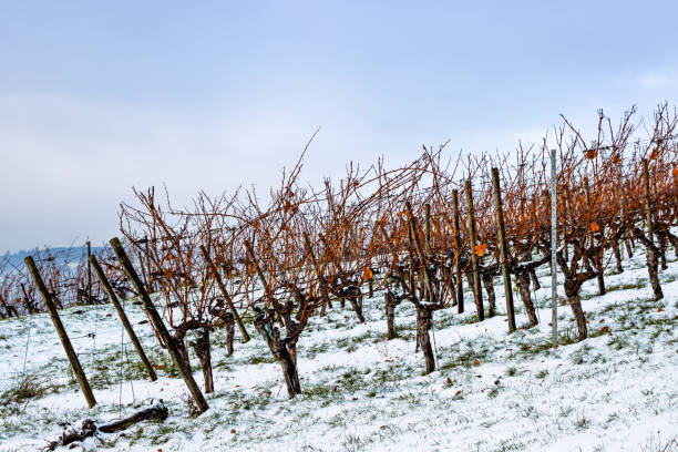 istock Winter vineyard with leafless grapevines lined up on a snowy frosty hill under a clear sky. Bare grapevines raws in snow. Copy space 2185287131