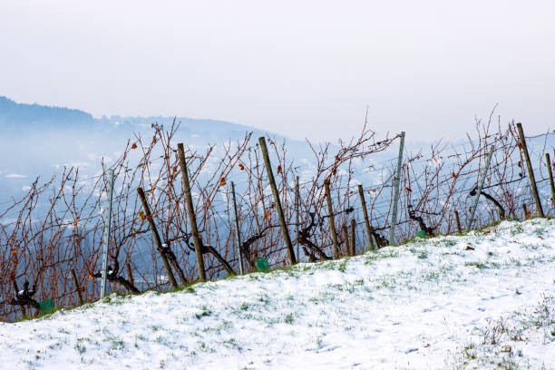 istock Tranquil winter vineyard scene, with leafless vines and foggy valley view, offering a picturesque blend of nature, agriculture, and scenic landscape photography. Copy space 2185287266