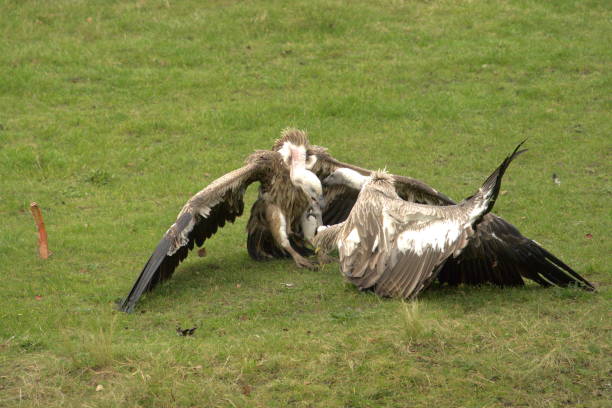 Feeding Frenzy: Vultures Fighting Over Food
