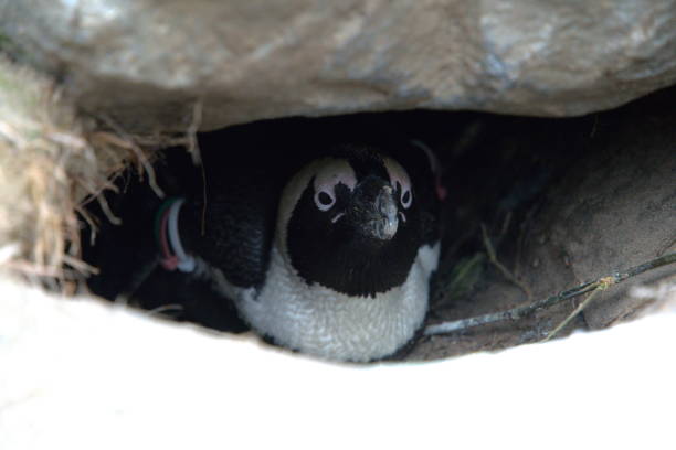 Penguin Portrait in the Wild