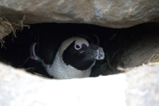 African penguin guarding his nest in the wild