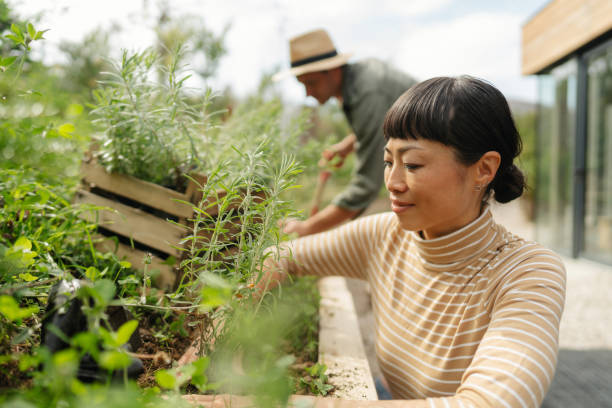 Focused gardening: woman tending herbs in a raised bed