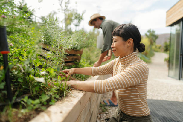 istock Focused gardening: woman tending herbs in a raised bed 2185288234