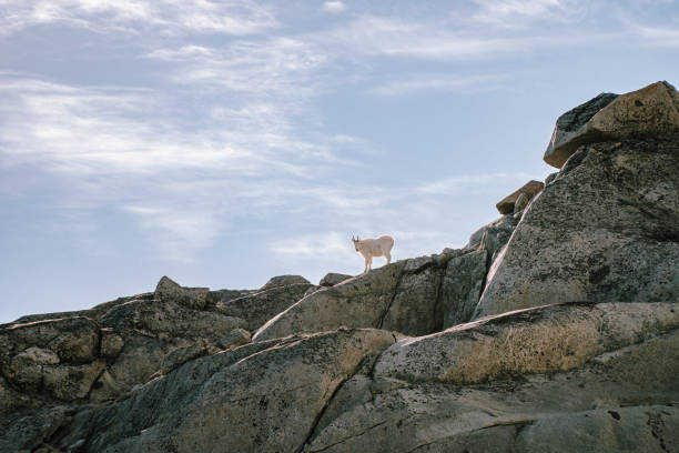 Far away view of a white mountain goat standing on the top of a Rocky Mountain, enjoying a warm and sunny Fall day in the Pacific Northwest.