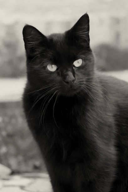 istock The black cat in monochrome 2185288544