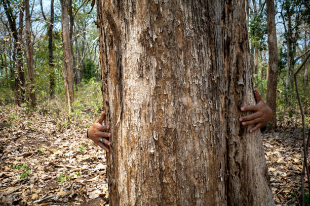 istock Measuring the circumference of teak tree trunks, Tectona grandis, using hands in Gunung Kidul, Yogyakarta, Indonesia 2185288623