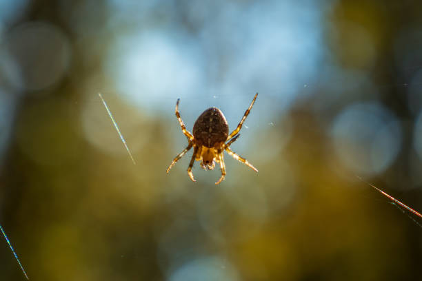 A fat spider with a cross on its back hangs from a web in an autumn forest. Close-up
