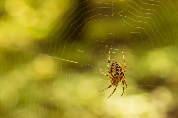 istock A large yellow-brown spider with a cross on its back hangs from a web 2185301031