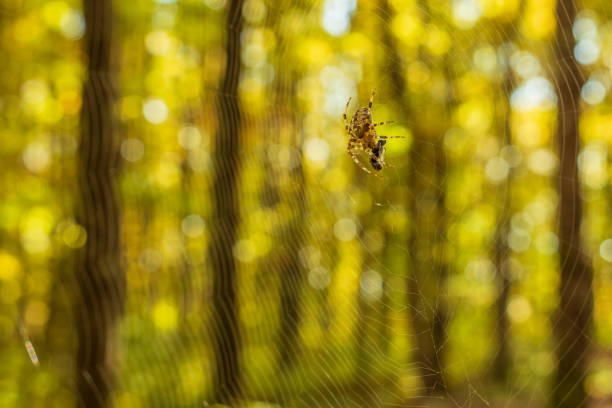 A forest spider and its victim wrapped in cobwebs hang from a spider web against a background of a blurry autumn forest