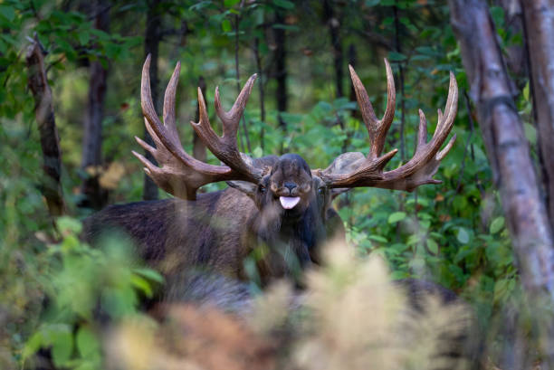 Photo taken in Markaryd, Sweden