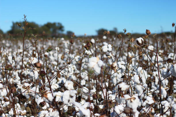 istock Cotton Field in Farmville, NC 2185302365
