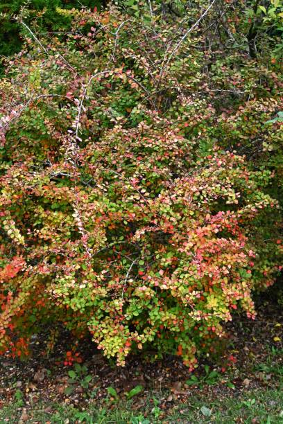 istock Japanese barberry (Berberis thunbergii) autumn leaves. Berberidaceae deciduous shrub. 2185304524